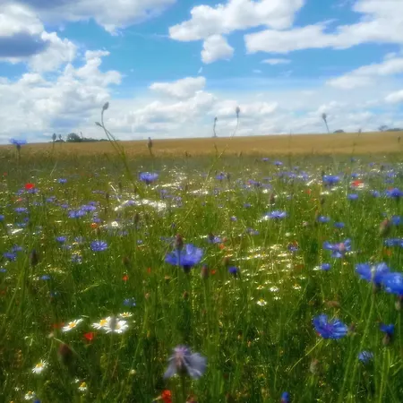 Fischstuebchen Neeberg 5 - Bootshaus Nyaraló