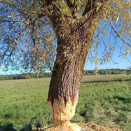 Fischstuebchen Neeberg 5 - Bootshaus