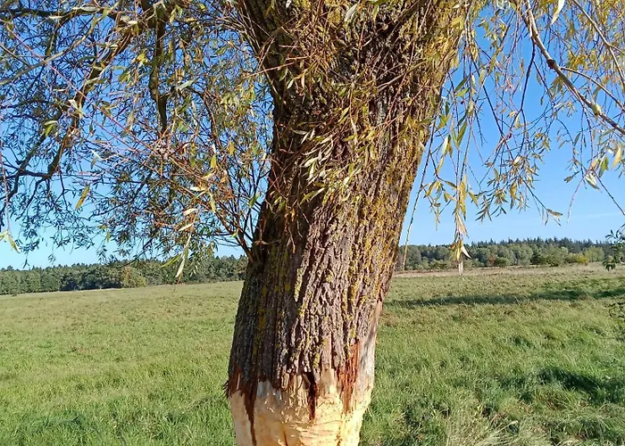 Fischstuebchen Neeberg 5 - Bootshaus